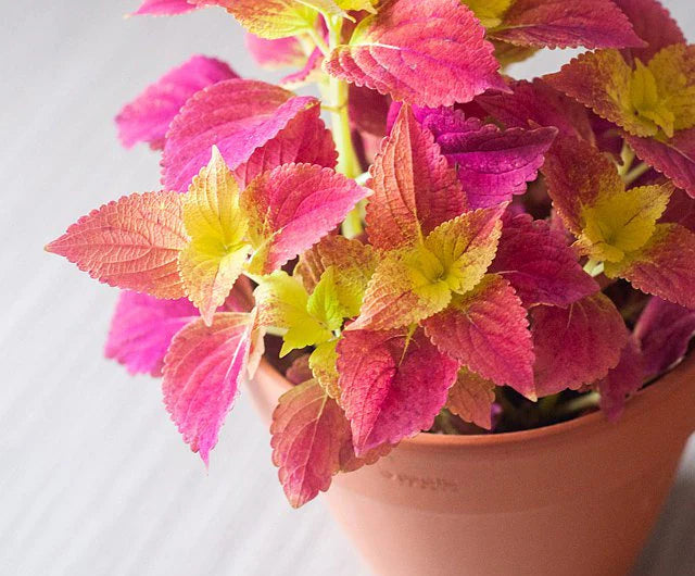 Coleus - Alabama Sunset (Coleus Scutellarioides)