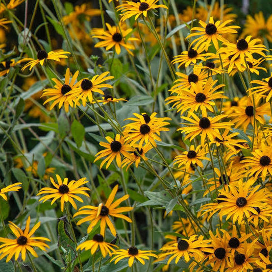 Black Eyed Susan (Rudbeckia Hirta) - "Indian Summer"