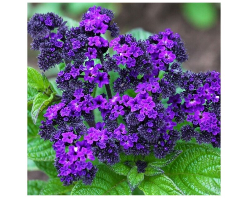 Heliotrope "Marine" (Heliotropium Arborescens)