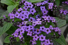 Heliotrope "Marine" (Heliotropium Arborescens)