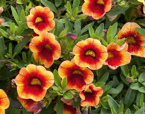 Calibrachoa - Orange Red (Million Bells)