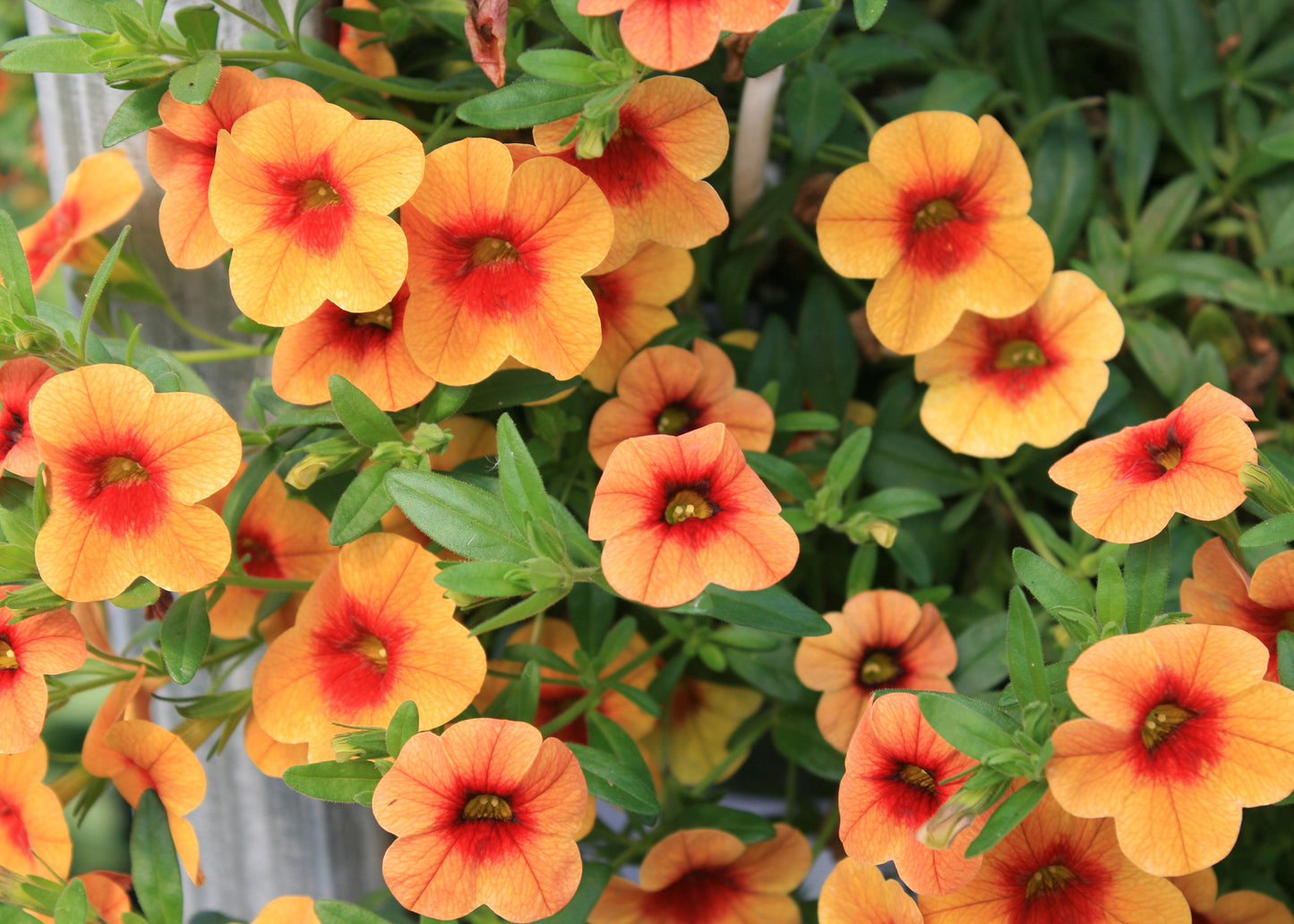 Calibrachoa - Orange Red (Million Bells)