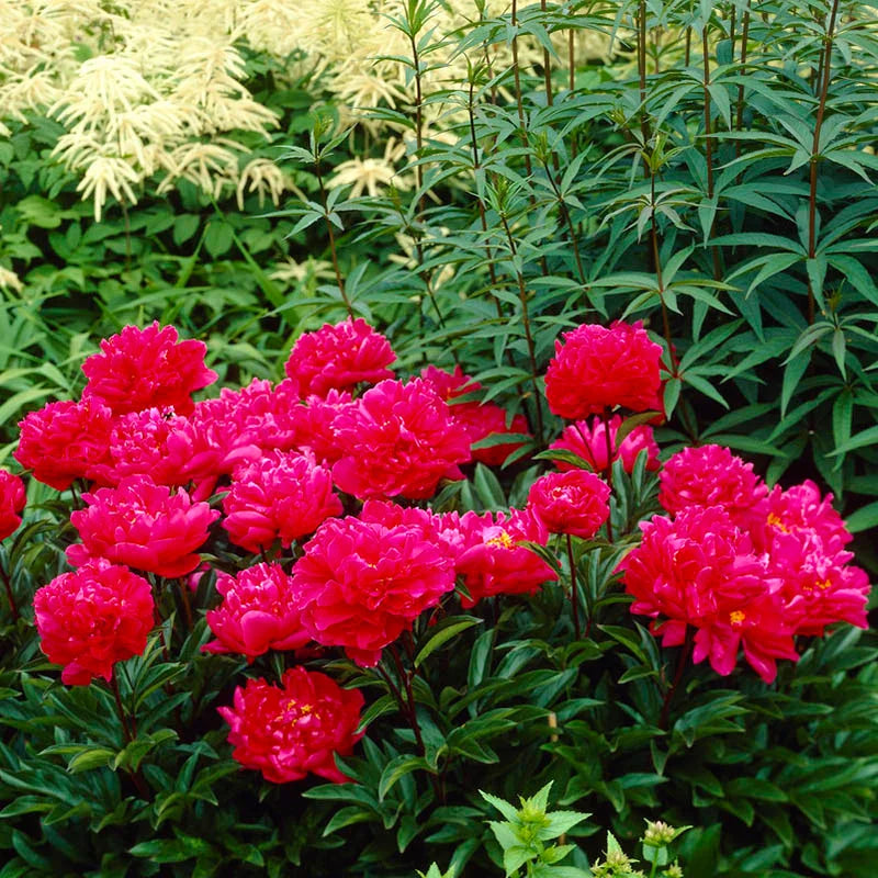 Paeonia  "Karl Rosenfield" (Karl Rosenfield Peony)