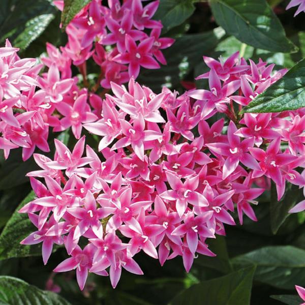 Penta "Graffiti Series Flirty Light Pink" (Pentas lanceolata)