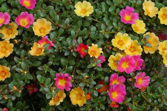 Hanging Basket - Portulaca (Purselane) "Smarty Party"