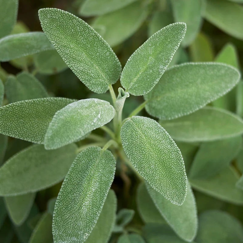 Sage (Sage Officinalis)