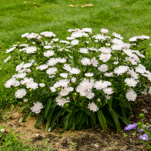 Stoke's Aster (Stokesia Laevis) - Whitecaps