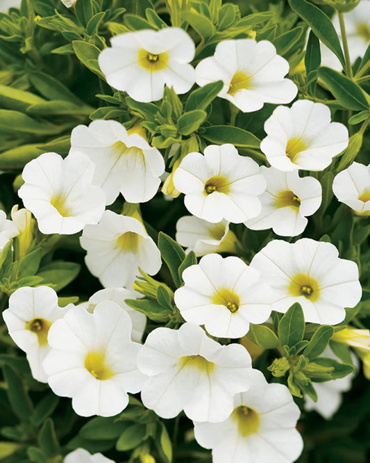 Calibrachoa -  White (Million Bells)