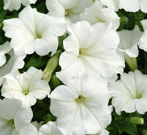 Petunia (Petunia x) White