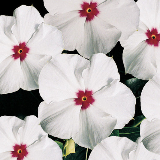 Vinca (Catharanthus roseus) - Polka Dot