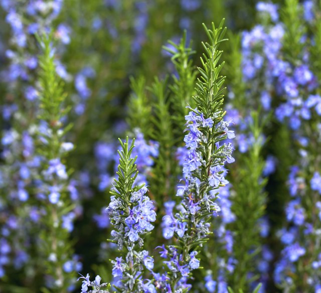 Rosemary (Rosmarinus officinalis) - Arp