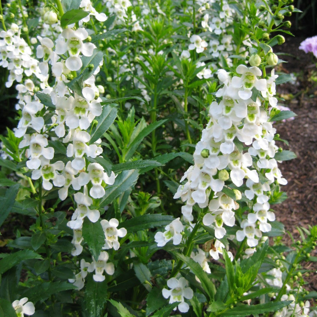 Summer Snapdragon (Angelonia angustifolia) - Serenita White