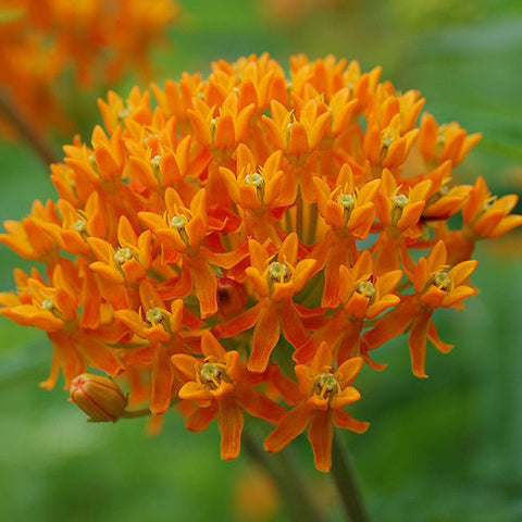 Butterfly Weed (Asclepias Tuberosa)