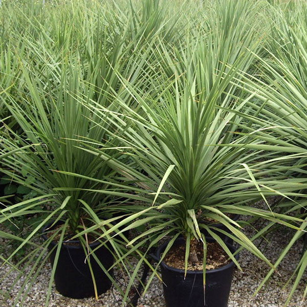 Dracaena Spike (Dracaena indivisa)