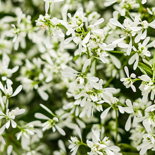 Euphorbia "Stardust White Flash" (Euphorbia hypericifolia)