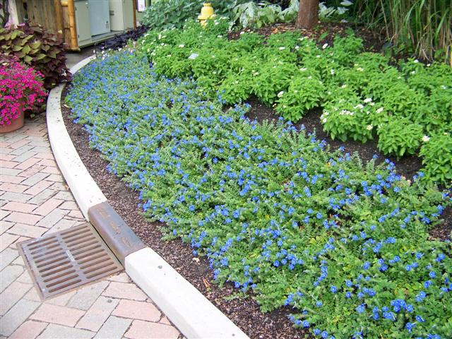 Evolvulus "Blue My Mind" (Dwarf Morning Glory)