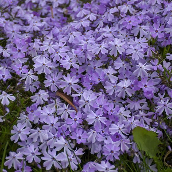 Phlox Subulata "Blue Emerald" (Creeping Phlox)