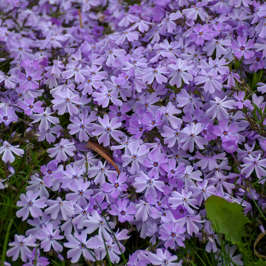 Phlox Subulata "Blue Emerald" (Creeping Phlox)