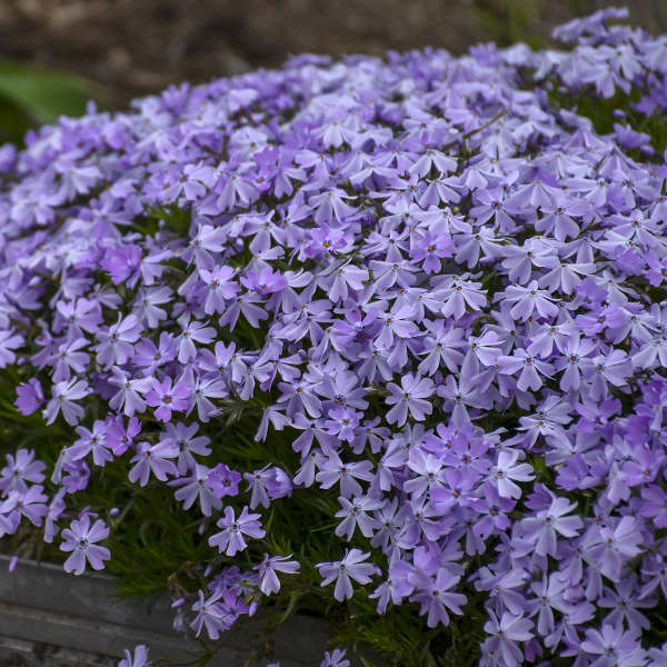 Phlox Subulata "Blue Emerald" (Creeping Phlox)