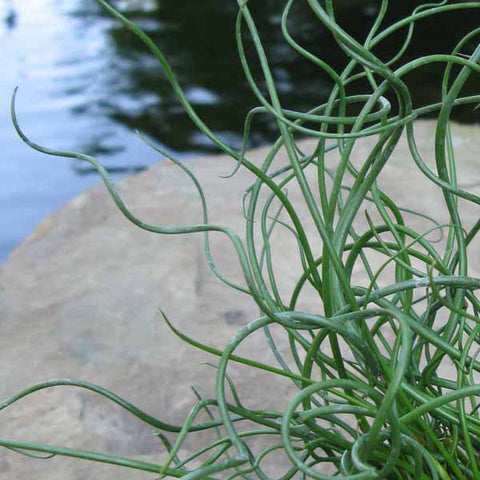 Grass (Juncus effucus) - Big Twister