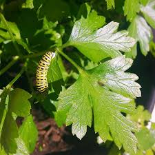 Italian Parsley (Petroselinum crispum v. neapolitanum)