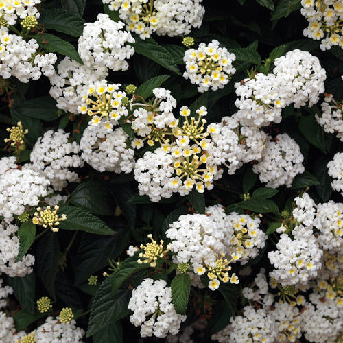 Lantana "Bandana White" (Lantana Camara)