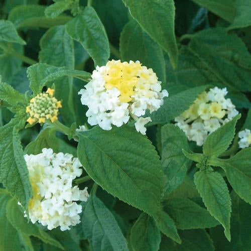 Lantana "Bandana White" (Lantana Camara)