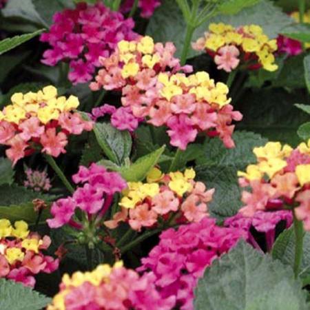 Lantana "Anne Marie" (Lantana Camara)