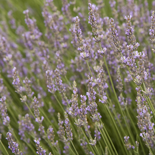 Provence Lavender (Lavandula x intermedia)