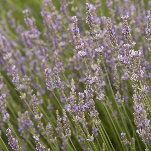 Lavender (Lavandula intermedia) - Provence