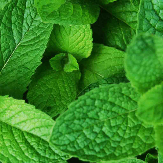 Mint (Mentha x villosa) - Mojito