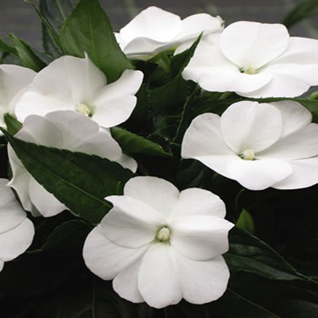 New Guinea Sunpatiens Impatiens (Impatiens hawkeri) - White