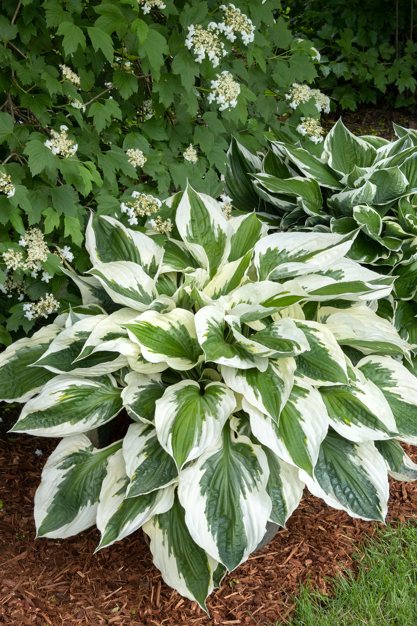 Hosta "Patriot" (Plantain Lily)