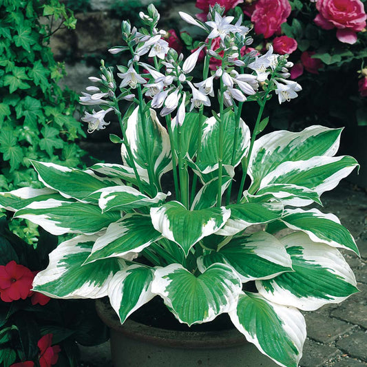 Hosta "Patriot" (Plantain Lily)