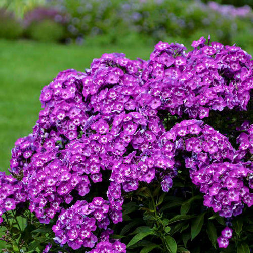 Phlox paniculata "Laura" (Garden Phlox)