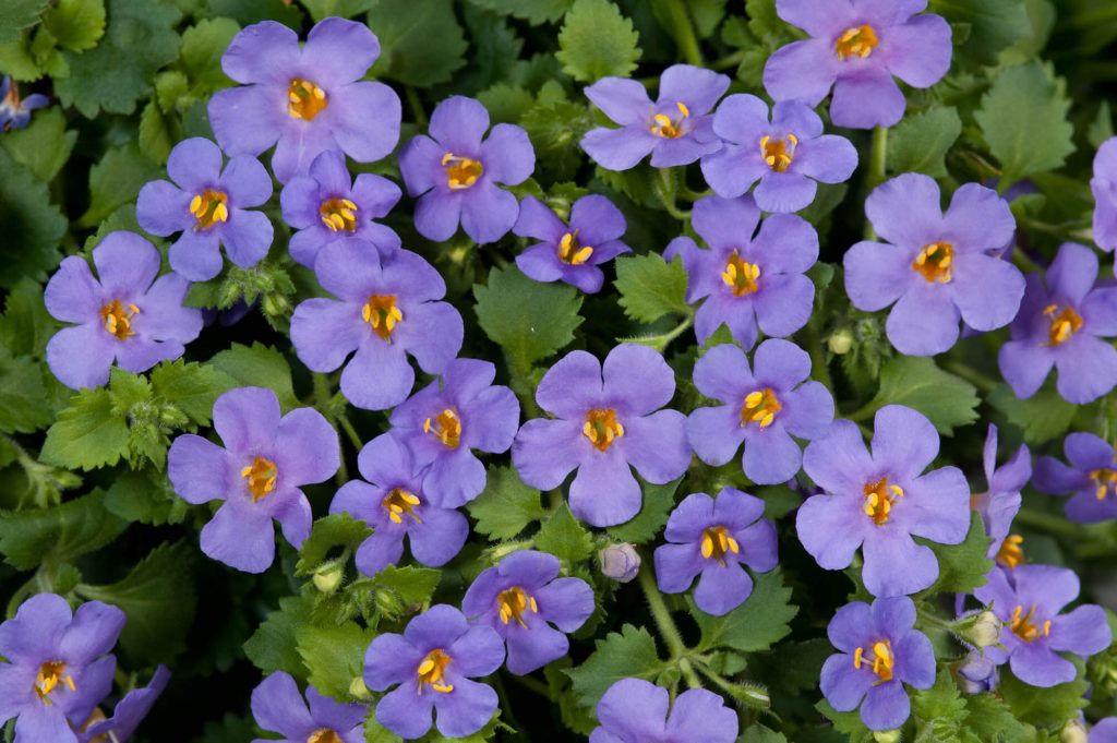 Bacopa (Sutera cordata) Gulliver Blue