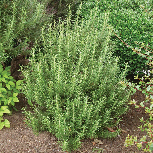 Rosemary (Rosmarinus officinalis) - Arp