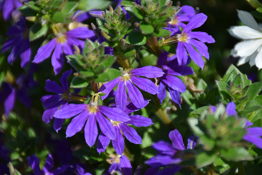 Scaevola Surdiva - Blue Violet (Fan Flowers)