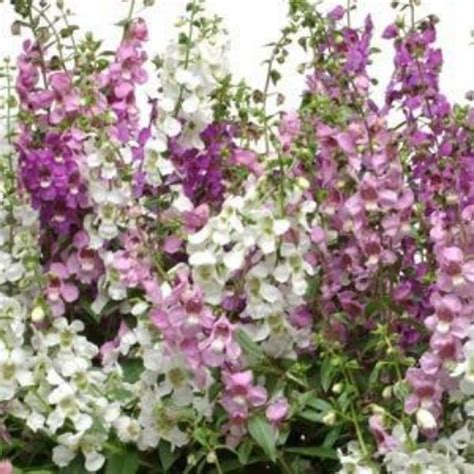 Summer Snapdragon (Angelonia angustifolia) - Serenita Mix