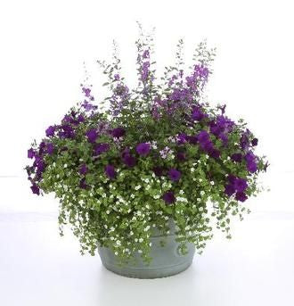 Purple Plethora- Planter Idea