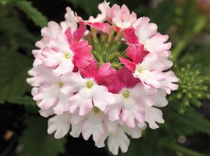 Verbena "Twister Pink"  (Verbana Hybrida)