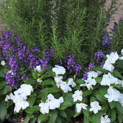 Vinca (Catharanthus roseus) - White