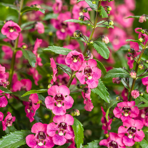 Summer Snapdragon (Angelonia angustifolia) - Serenita Pink