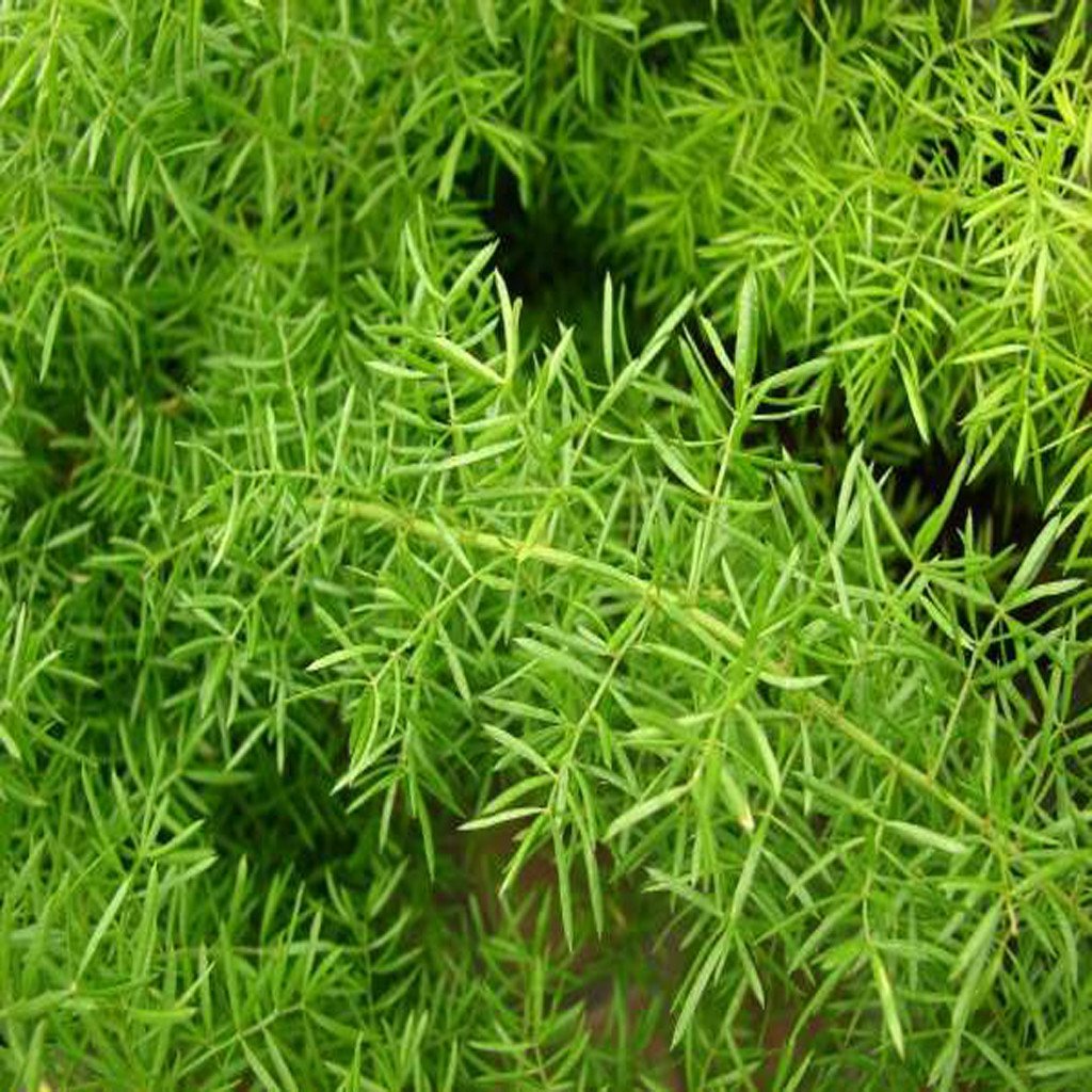 Asparagus Fern (Asparagus Aaethiopicus) – Junior Virginia Beach Garden Club