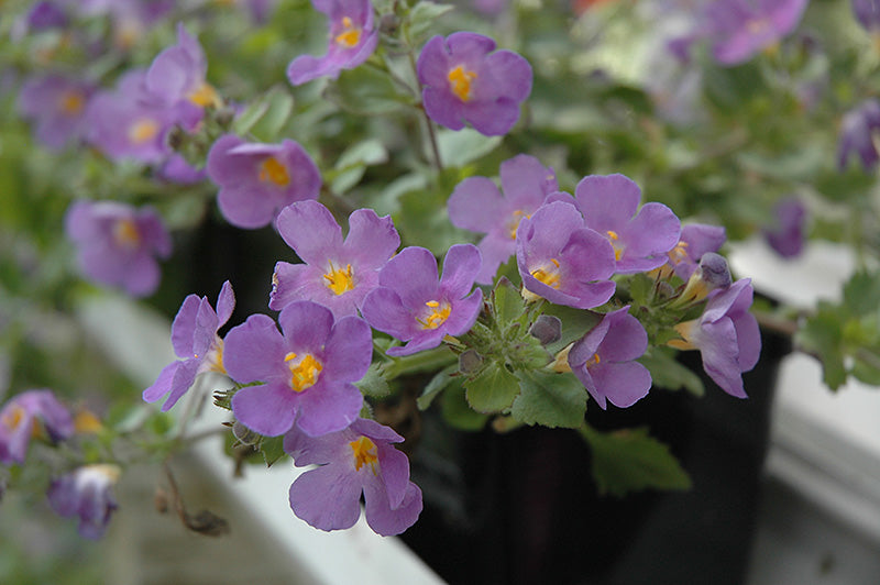 Bacopa (Sutera cordata) Gulliver Blue