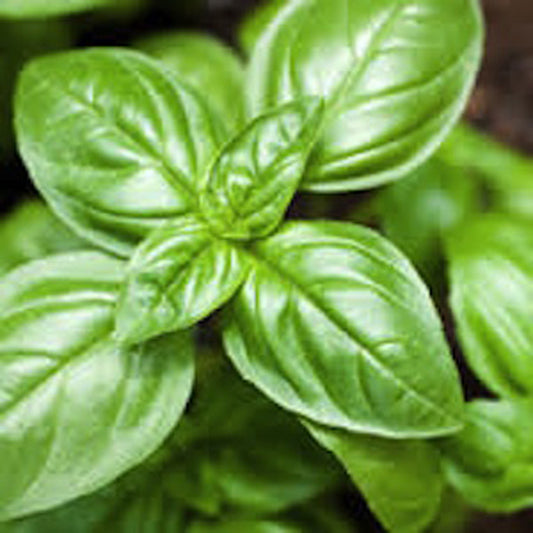 Basil (Ocimum Basilicum) - Sweet Basil