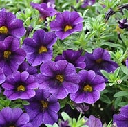 Calibrachoa - Dark Blue(Purple) (Million Bells)