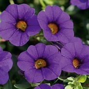 Calibrachoa - Dark Blue(Purple) (Million Bells)