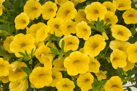 Calibrachoa - Yellow (Million Bells)