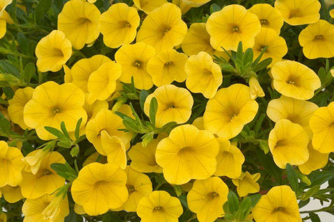 Calibrachoa (Calibrachoa X) Yellow
